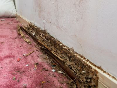 About Mold Removal Eagle Mountain Pros - mold removal eagle mountain experts in Eagle Mountain
